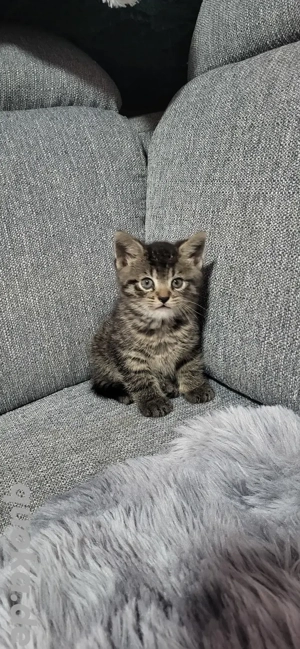 3 Eu haus Katzen und mama