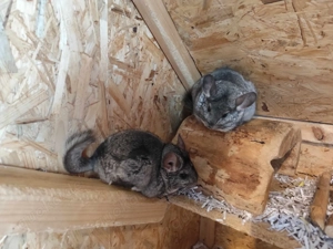 Chinchilla Notfallvermittlungshilfe sucht ein neues Zuhause für Lolek und die drei Namenlosen