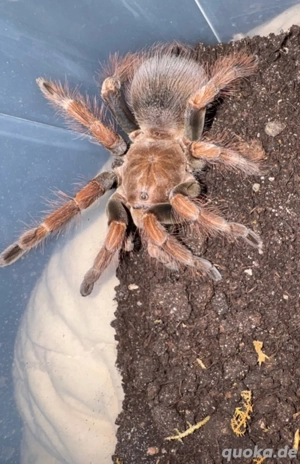 0.1 Pamphobeteus sp. Mascara