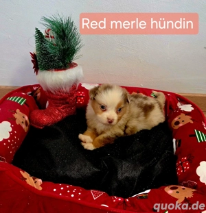 wunderschöne Toy  Mini Australian shepherd