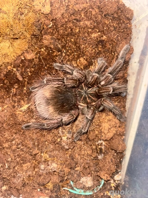 0.0.1 Pamphobeteus sp. Machala