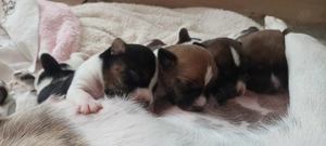 Jack Rusell Welpen noch 3 Rüden