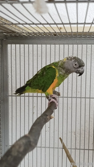 Mohrenkopfpapagei 0,1 (Senegalpapagei)