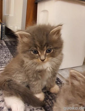 Wundervolle Ragdoll-Britisch-Mix Kitten