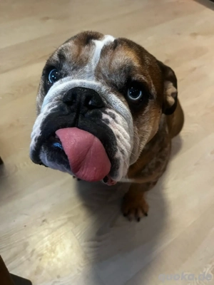 Reinrassige Entlische Bulldogge (Rüde)