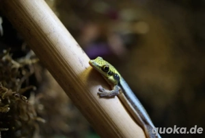 Suche 0.2 P. Klemmeri (bin in Hamm)