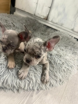 Französische Bulldoggen Welpen