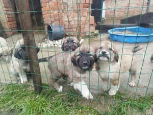 Herdenschutzhunde Welpen Kaukase Owscharka + Kangal