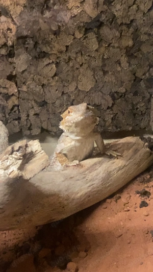 Bartagame m. Zubehör