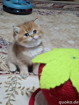BKH kitten  Bild 6