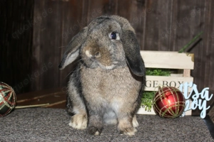 Handzahme Zwergwidder Kaninchen Hasen Minilop Juli 25