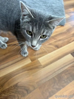 kleiner Kater sucht neues Zuhause 