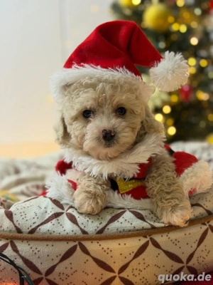 Maltipoo Welpen 