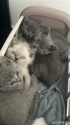 britisch kurzhaar kitten 
