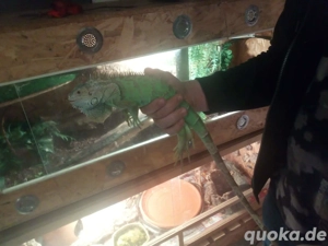 ich verkaufe meinen grünen Leguan 