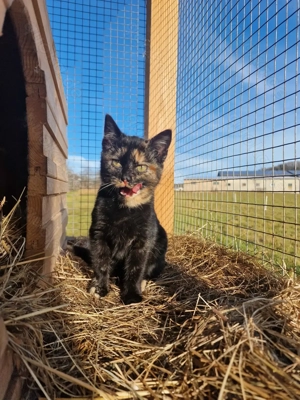 Streuner Katze Kitten 