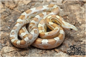 subadulte Kornnatter-Farbvarianten