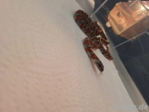 1.2 Lampropeltis Leonis Bild 2
