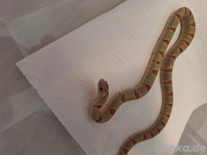 1.2 Lampropeltis Leonis Bild 3