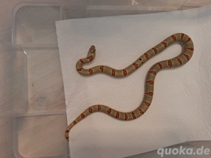1.2 Lampropeltis Leonis Bild 4