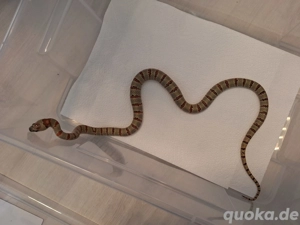1.2 Lampropeltis Leonis Bild 5