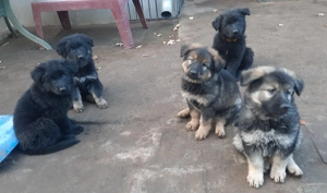 Altdeutsche Schäferhund Welpen 