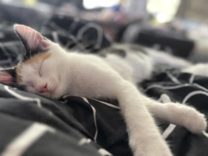 Geschwister Katzen abzugeben 