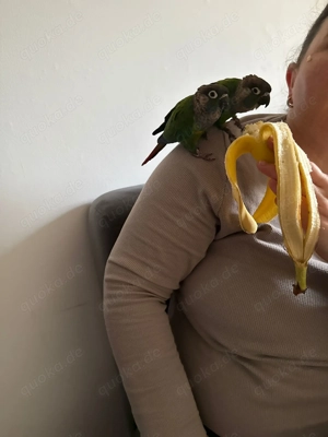 Blausteissittich  Pärchen  sehr zahm