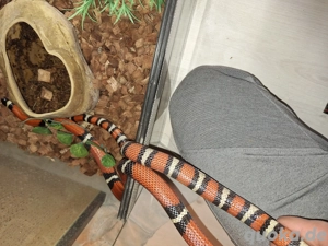 1.1 Lampropeltis Triangulum Sinaloae