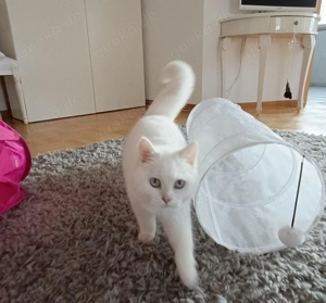 Sehr junger BKH Kater abzugeben