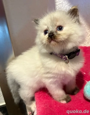 Ragdoll Katzenbabys
