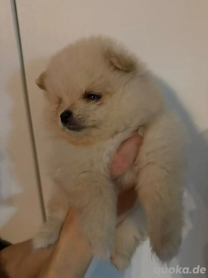 Reinrassige Zwergspitz Rüde   Welpe Weiß