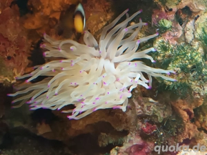 Condylactis Gigantea Anemone 