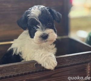 American Schnauzer 