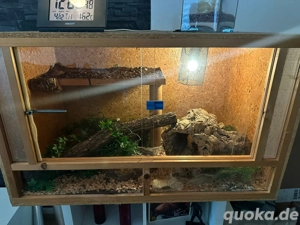 Kornnattern + Terrarium 