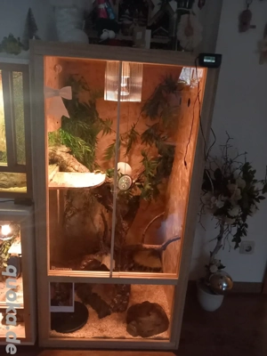 königsnatter mit terrarium und kompletten Zubehör 