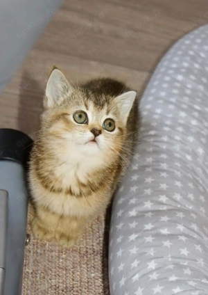 verschmuste sehr süße BKH Kitten, Britisch Kurzhaar 