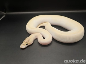 Orange dream ivory pos enchi, calico 0.1 Königspython