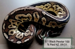0.1 Black Pewter het Piedbald Nz 21
