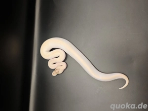 *Hamm*Orange dream ivory pos enchi, calico 0.1 Königspython Bild 2