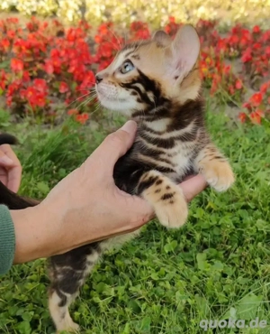 Reinrassige Bengalkatze