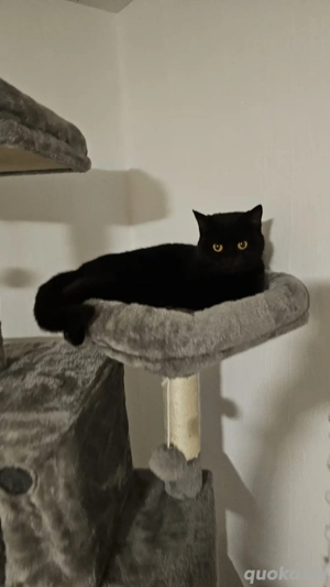 Schwarze Britisch Kurzhaar Katze 