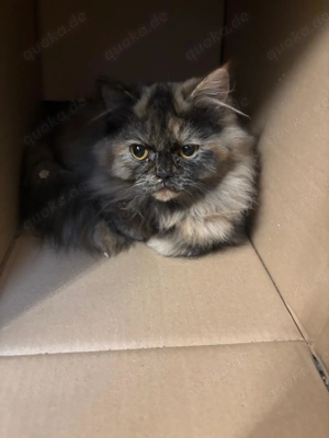 Perser Mischlinge Mädchen 