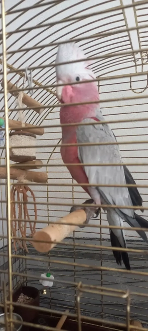 Rosakakadu handaufzucht sehr zahm 