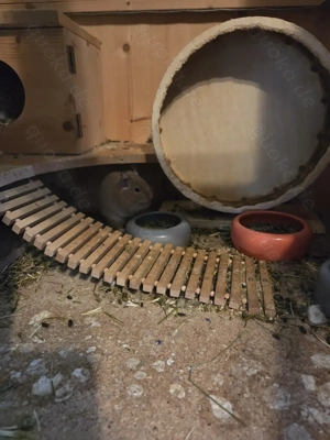 Degus männlich inkl käfig