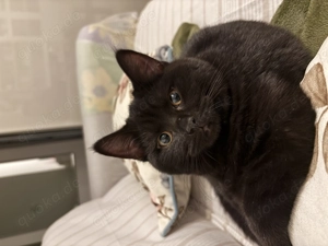 Zwei manliche britisch kurzhaar Katzen, 4 Monaten alt.