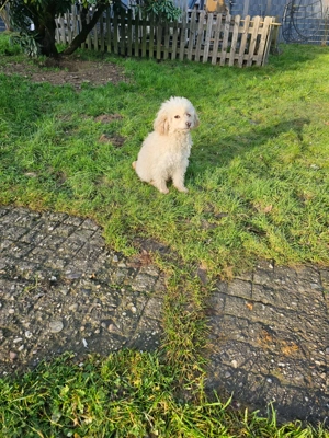 Wundervolle, sehr liebe Pudel Dame in weiß aprikot