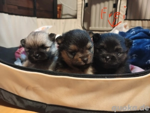 Pomeranian Welpe 2 Mädchen mit Zubehör 