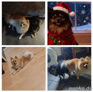 Pomeranian Welpe 2 Mädchen mit Zubehör  Bild 2