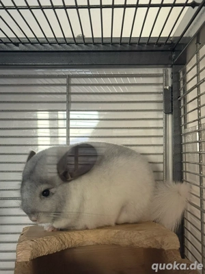Jungtier Chinchilla